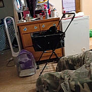 Jesse James is registered to the contest to win money with this photo: indoor, dog, black_dog, cart, dresser, butterfly_stickers, calendar, appliance, clothing, camouflage_pants, floor, room, household_items, storage, furniture, blurred, pet, domestic, carpet, container