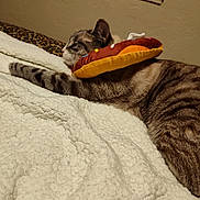 Tinkerbell joined the competition — help win amazing prizes! cat, feline, pet, indoor, resting, sleeping, blanket, plush_toy, donut_toy, striped_fur, cozy, soft_texture, relaxed, bedroom, window, animal, domestic, cute, whiskers, ear