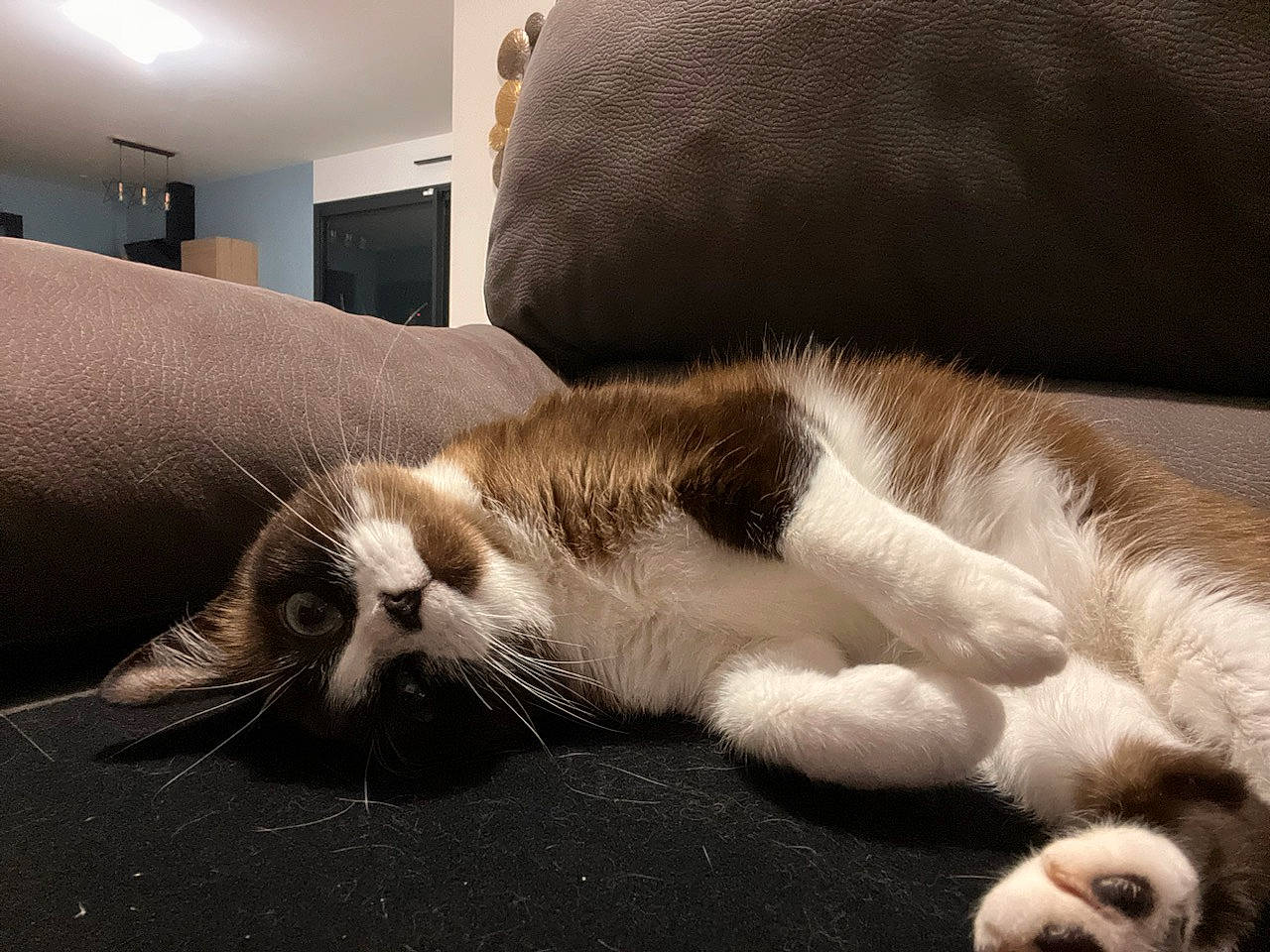 Sia participe au concours pour gagner de l'argent avec cette photo : carnivore, cat, claw, comfort, couch, domestic_short_haired_cat, felidae, flooring, fur, lamp, linens, nap, paw, picture_frame, sleep, small_to_medium_sized_cats, snout, tail, whiskers, wood