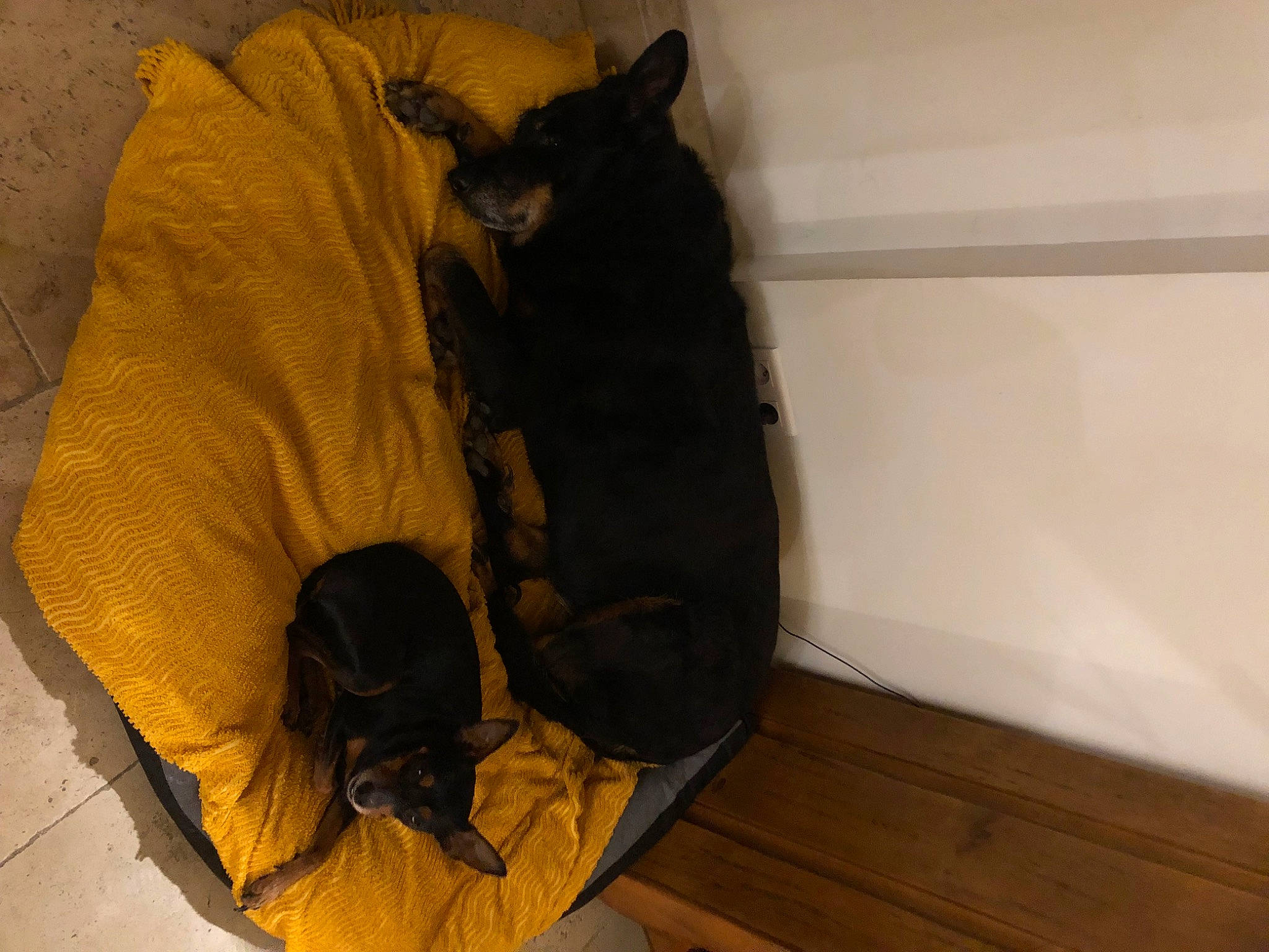 Loca Amber participe au concours pour gagner de l'argent avec cette photo : bag, black_cat, carnivore, cat, comfort, dog_breed, domestic_short_haired_cat, felidae, flooring, fur, hardwood, luggage_and_bags, pet_supply, small_to_medium_sized_cats, tail, tints_and_shades, varnish, whiskers, wood, wood_stain