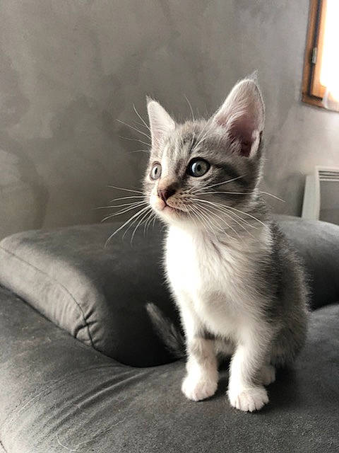 Nala a rejoint le concours — aidez-le/la à gagner de superbes lots ! carnivore, cat, claw, comfort, domestic_short_haired_cat, eye, felidae, flooring, foot, fur, grey, monochrome, monochrome_photography, paw, picture_frame, sitting, small_to_medium_sized_cats, tail, whiskers, window