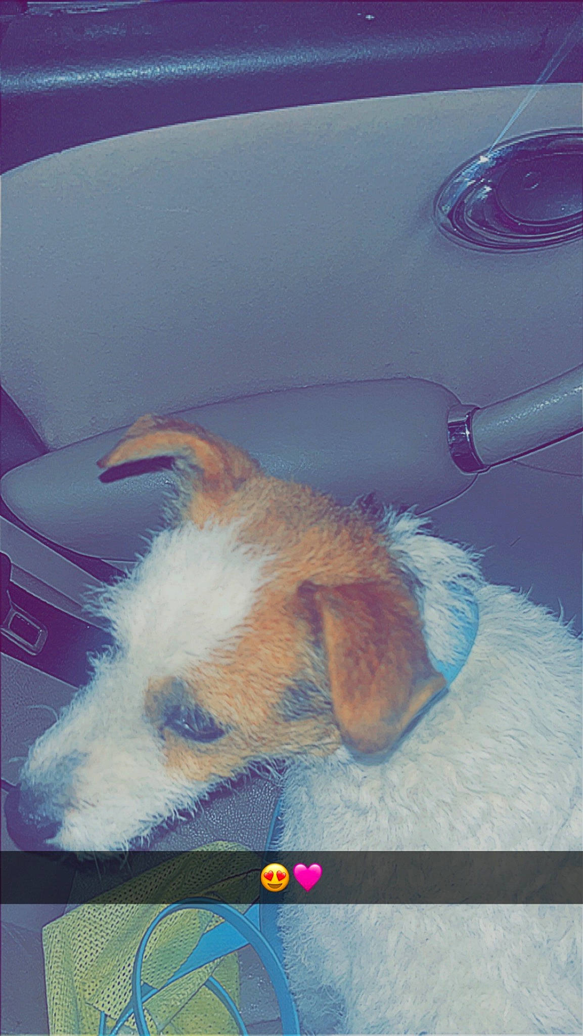 Banane participe au concours pour gagner de l'argent avec cette photo : automotive_exterior, automotive_lighting, automotive_window_part, car, carnivore, companion_dog, dog_breed, fawn, felidae, fur, hood, paw, small_to_medium_sized_cats, tail, vehicle, vehicle_door, whiskers, window, windscreen_wiper, windshield