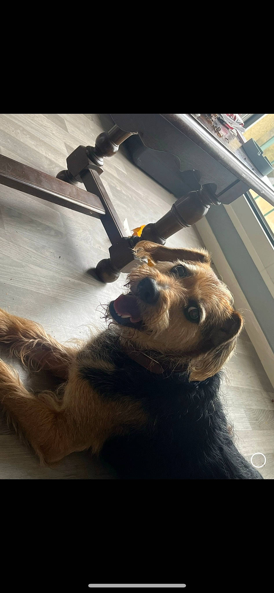 Mikado a rejoint le concours — aidez-le/la à gagner de superbes lots ! automotive_window_part, canidae, dog_breed, fawn, felidae, flooring, fur, glass, metal, selfie, shadow, sporting_group, square, tail, terrestrial_animal, tints_and_shades, visual_arts, whiskers, wood, working_animal