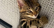 Malo participe au concours pour gagner de l'argent avec cette photo : kitten, cat, tabby, pet, animal, feline, sitting, lying_down, paw, whiskers, ears, green_eyes, striped_fur, fluffy, indoors, sofa, couch, blanket, portrait, cute