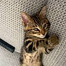 kitten, cat, tabby, pet, animal, feline, sitting, lying_down, paw, whiskers, ears, green_eyes, striped_fur, fluffy, indoors, sofa, couch, blanket, portrait, cute