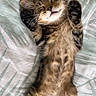 Malo a rejoint le concours — aidez-le/la à gagner de superbes lots ! kitten, cat, sleeping, lying_down, belly_up, paws, fluffy, fur, tabby, brown, cute, adorable, relaxed, bed, bedding, indoors, portrait, close_up, pet, nap