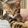 cat, kitten, tabby, fur, whiskers, green_eyes, ears, paw, animal, pet, close_up, portrait, indoors, cozy, blanket, lying_down, relaxed, cute, striped_fur, photography