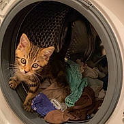 Malo participe au concours pour gagner de l'argent avec cette photo : cat, kitten, tabby, animal, pet, face, eyes, whiskers, ears, fur, washing_machine, laundry, clothing, drum, household_appliance, indoors, curious, sitting, portrait, funny