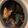 cat, kitten, tabby, animal, pet, face, eyes, whiskers, ears, fur, washing_machine, laundry, clothing, drum, household_appliance, indoors, curious, sitting, portrait, funny