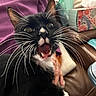 animal, black_and_white, cat, close_up, couch, cute, domestic_cat, feline, fur, household, indoor, open_mouth, pet, playful, portrait, purple_cloth, surprised_expression, tissue_box, tuxedo_cat, whiskers