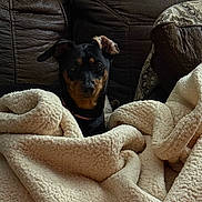 Tiki joined the competition — help win amazing prizes! black_and_tan, blanket, collar, couch, cozy, cushion, dog, ear, fabric_texture, fur, home, indoor, living_room, looking_at_camera, pet, portrait, relaxed, small_dog, snuggling, sofa