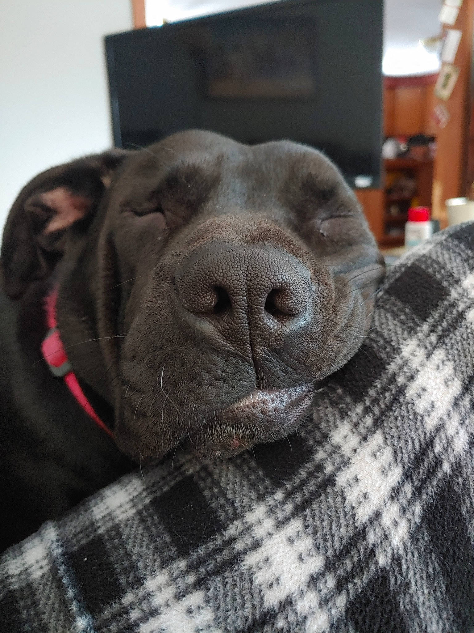 Delilah joined the competition — help win amazing prizes! bandog, cane_corso, canidae, carnivore, dog, dog_breed, fawn, labrador_retriever, mammal, nose, snout, sporting_group