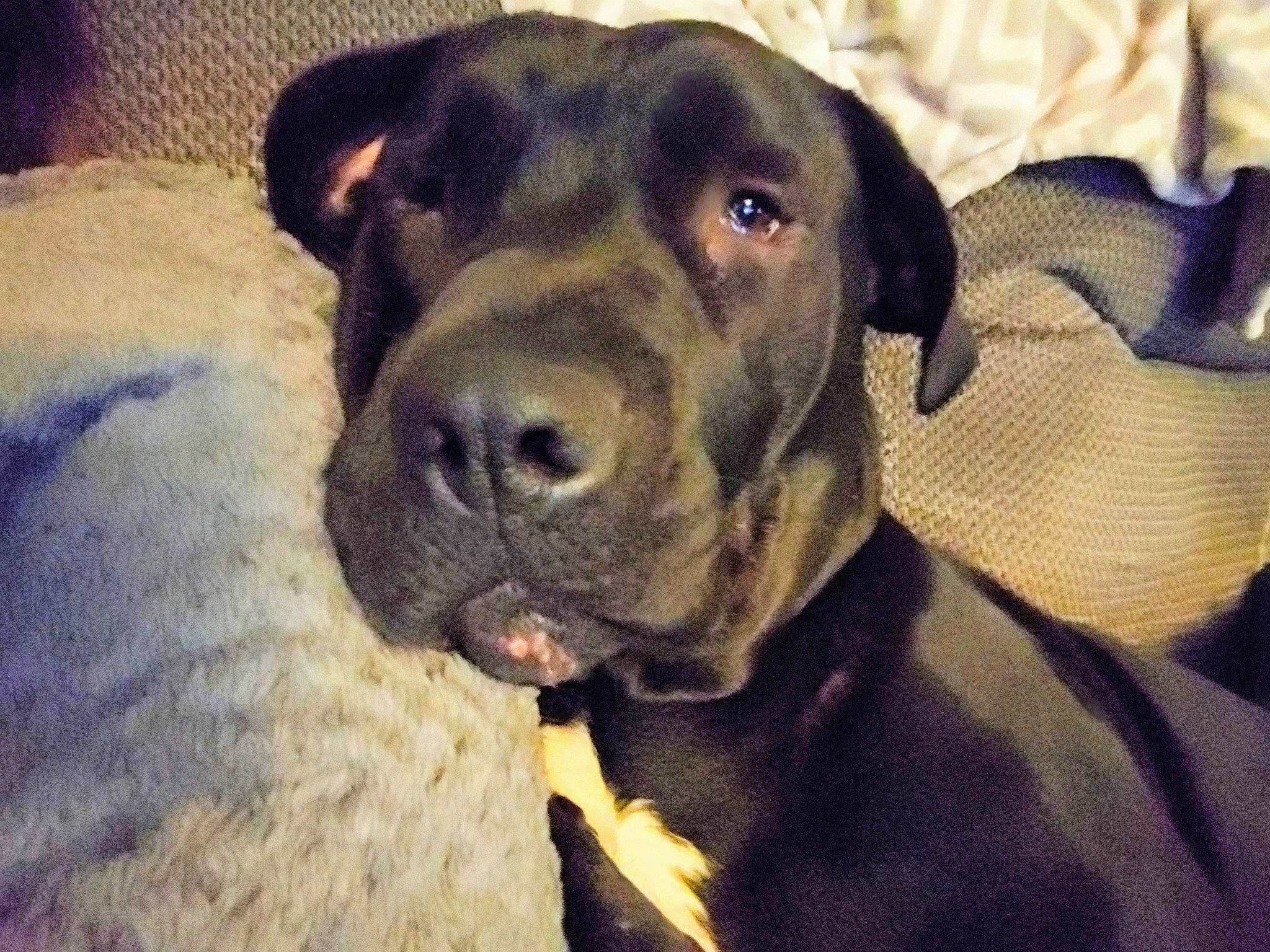 Delilah is registered to the contest to win money with this photo: alano_espanol, alaunt, bandog, cane_corso, canidae, carnivore, dog, dog_breed, fawn, great_dane, guard_dog, mammal, molosser, non_sporting_group, nose, snout, sporting_group, vertebrate