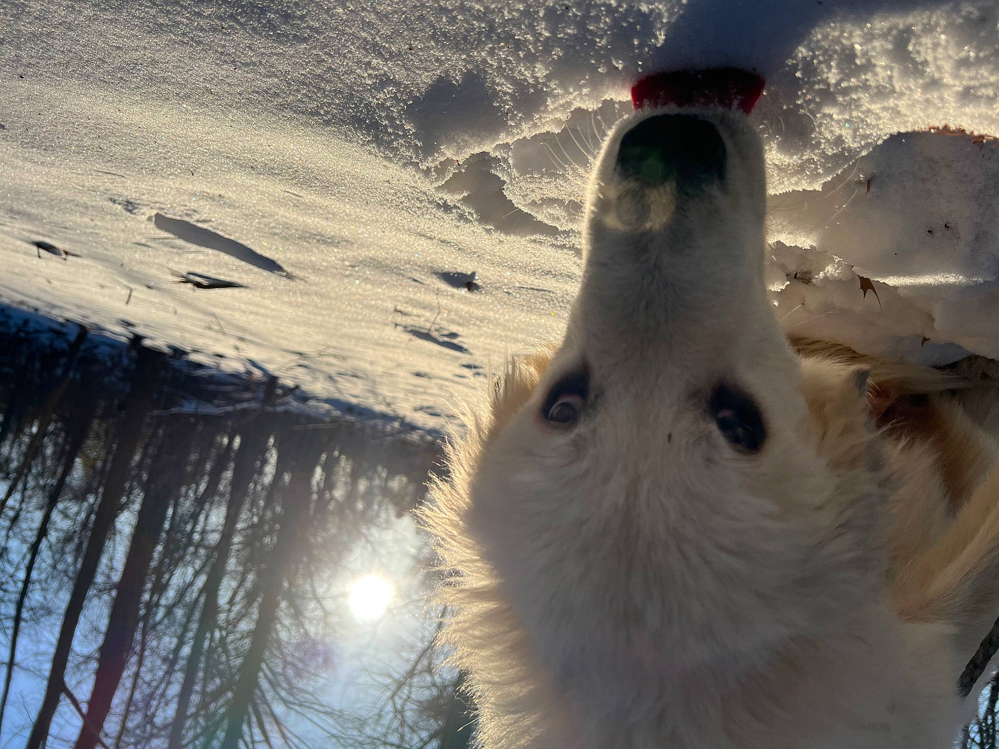 Benji joined the competition — help win amazing prizes! arctic, beak, cloud, earless_seal, feather, freezing, fur, glacial_landform, ice, ice_cap, landscape, polar_ice_cap, seabird, sky, slope, snow, whiskers, wildlife, wing, winter