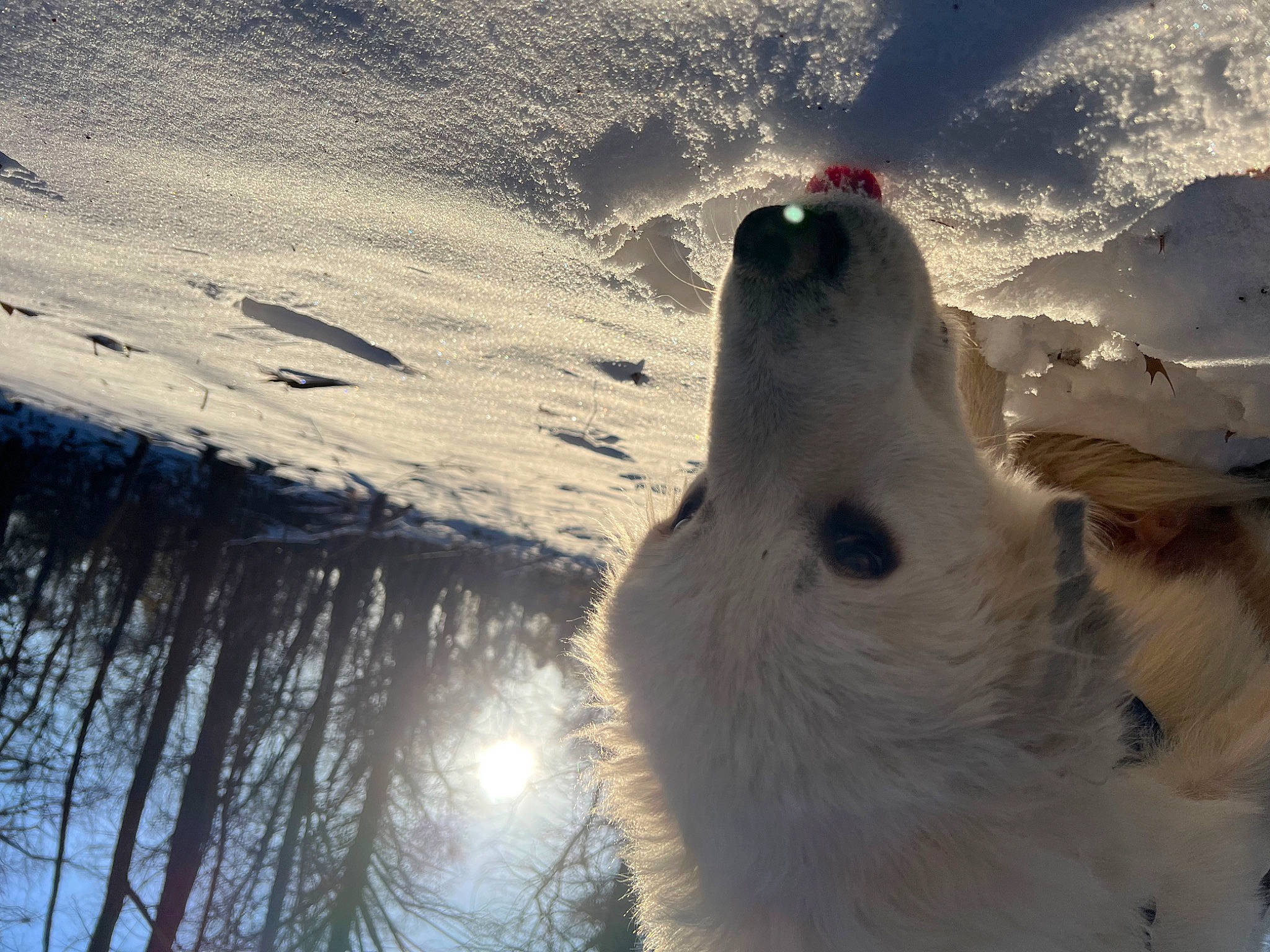 Benji is registered to the contest to win money with this photo: arctic_ocean, beak, carnivore, cumulus, freezing, fur, geological_phenomenon, glacial_landform, ice_cap, landscape, plant, polar_bear, polar_ice_cap, sky, snow, tree, water, whiskers, wildlife, winter