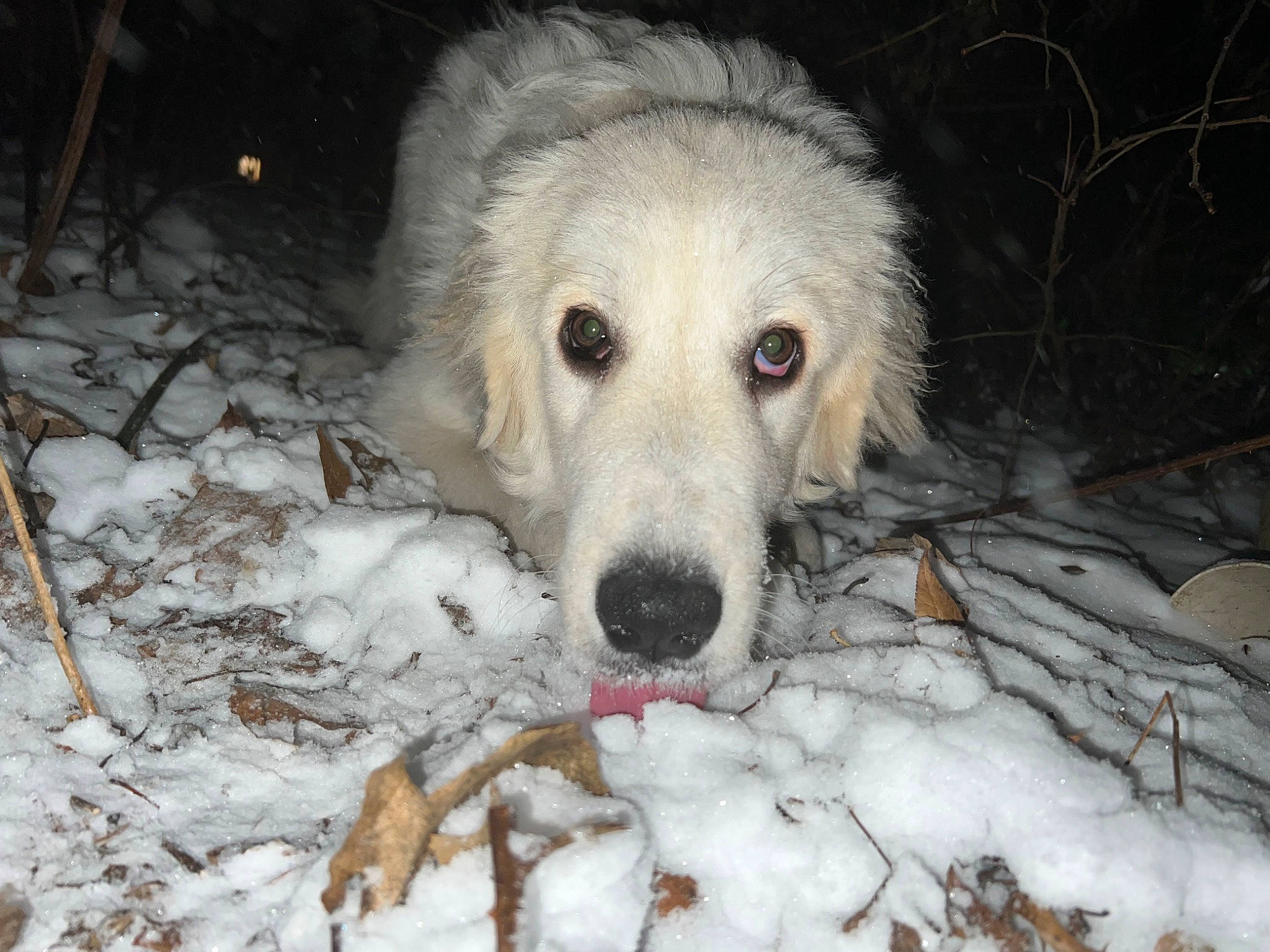 Benji is registered to the contest to win money with this photo: canidae, carnivore, companion_dog, dog, dog_breed, freezing, fur, livestock_guardian_dog, snout, snow, sporting_group, terrestrial_animal, winter