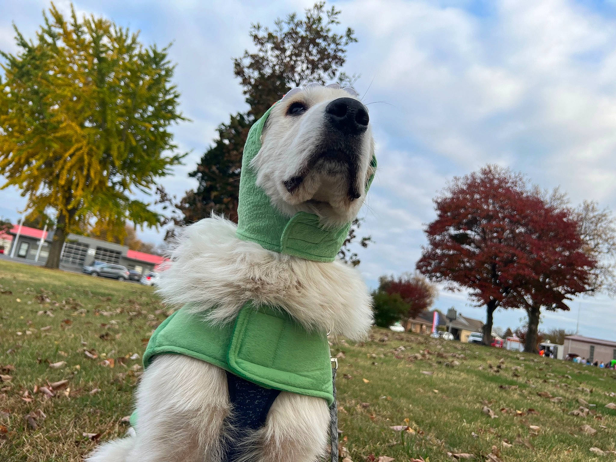 Benji joined the competition — help win amazing prizes! canidae, carnivore, cloud, companion_dog, dog, dog_breed, dog_collar, dog_supply, fur, grass, happy, leisure, mascot, plant, sky, snout, sporting_group, toy, tree, working_animal