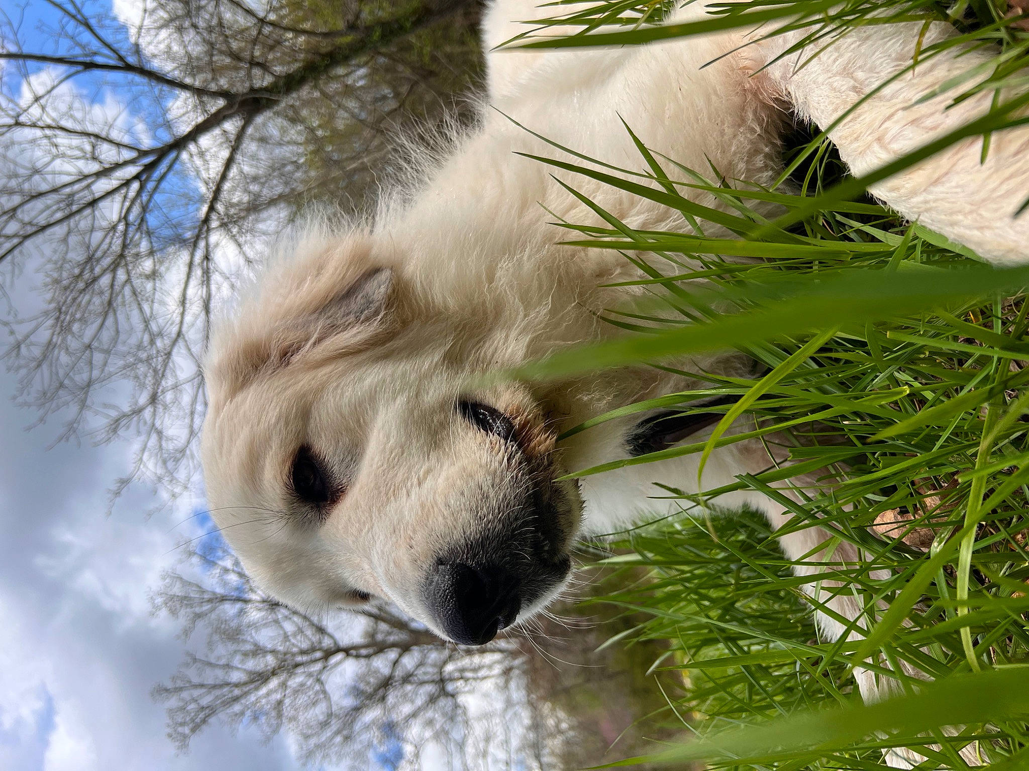 Benji is registered to the contest to win money with this photo: arecales, canidae, carnivore, cloud, companion_dog, dog, dog_breed, fur, grass, herb, palm_tree, plant, sky, sporting_group, terrestrial_animal, terrestrial_plant, tree, twig, whiskers, wildlife