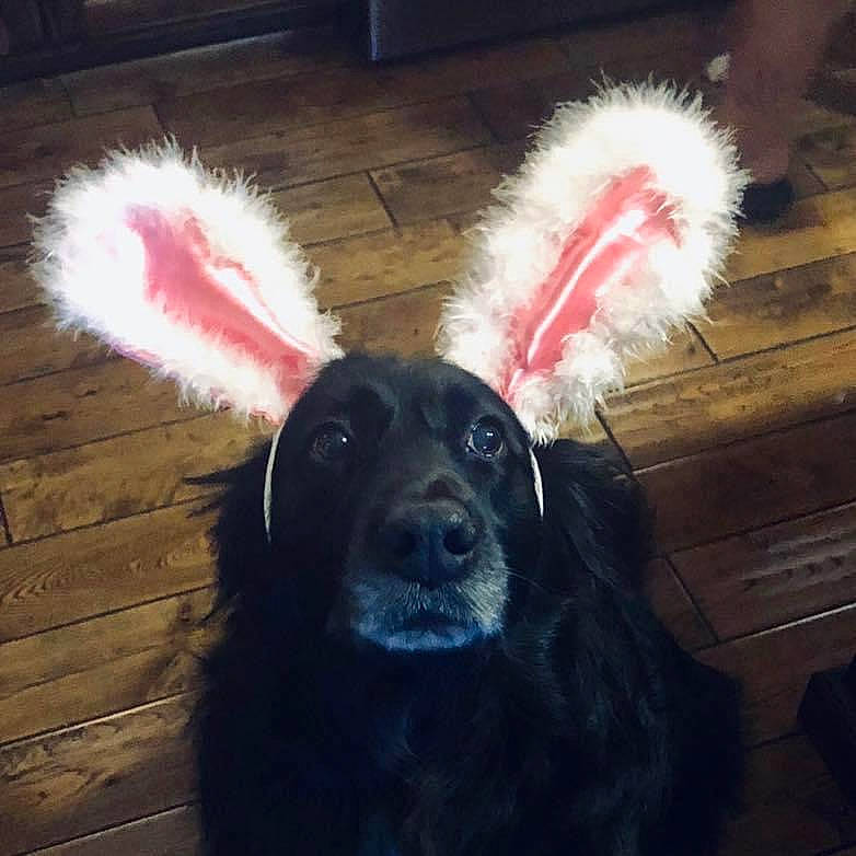 Max joined the competition — help win amazing prizes! canidae, cap, carmine, carnivore, cloud, companion_dog, dog, dog_breed, ear, fashion_accessory, fun, fur, fur_clothing, happy, herding_dog, selfie, snout, sporting_group, tail, whiskers