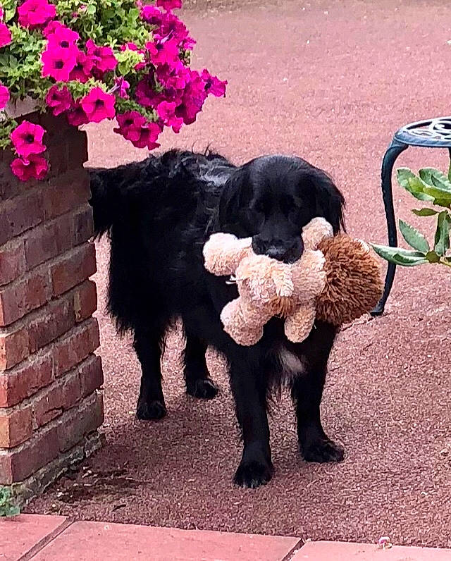 Max is registered to the contest to win money with this photo: annual_plant, art, carnivore, companion_dog, dog, dog_breed, flower, fur, gesture, magenta, mammal, petal, pink, plant, sidewalk, sporting_group, tail, tints_and_shades, walking, working_animal