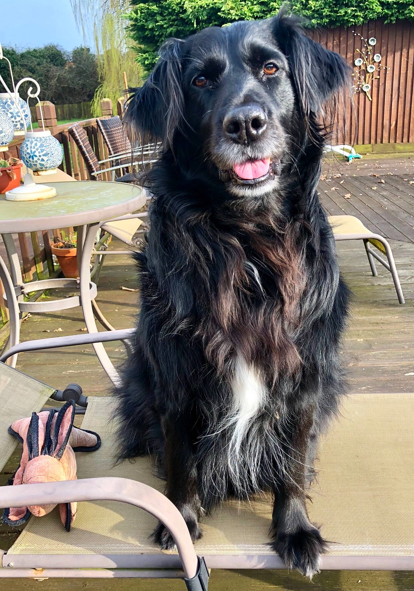 Max is registered to the contest to win money with this photo: bag, canidae, carnivore, chair, companion_dog, dog, dog_breed, event, fur, gun_dog, luggage_and_bags, natural_material, outdoor_furniture, plant, sky, snout, sporting_group, tree, working_animal, working_dog