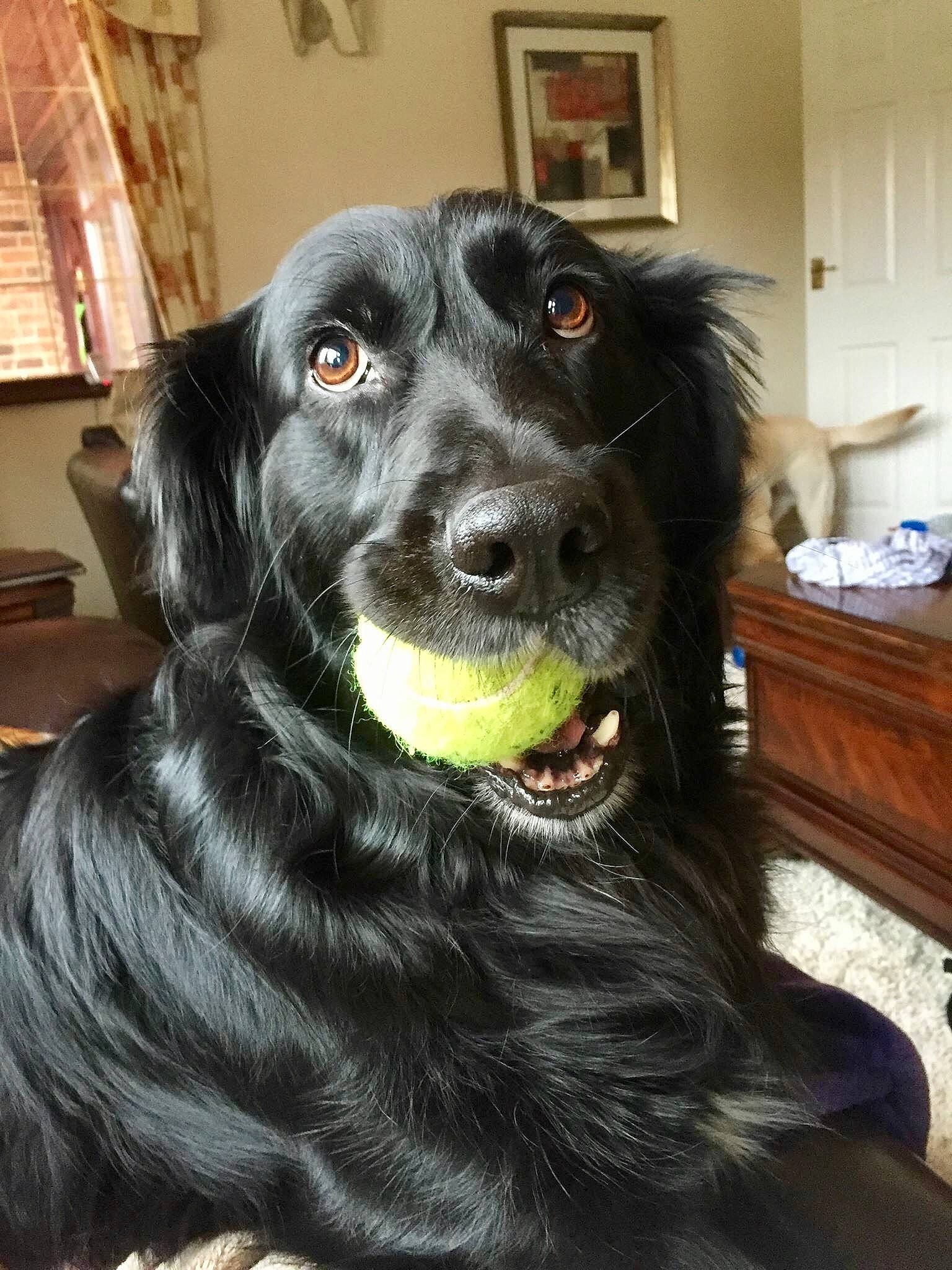 Max is registered to the contest to win money with this photo: borador, canidae, carnivore, companion_dog, dog, dog_breed, dog_collar, eye, fur, gun_dog, picture_frame, snout, sporting_group, terrestrial_animal, whiskers, working_animal, working_dog