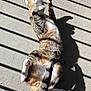 animal, cat, comfort, concrete, daylight, feline, fur, lying_down, outdoor, paw, pet, relaxing, resting, shadow, striped_shadow, sunlight, tabby, tail, warm, white_paw