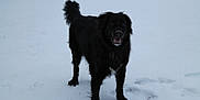 Bailey is registered to the contest to win money with this photo: dog, black_dog, snow, outdoor, animal, pet, fur, winter, canine, happy, standing, nature, cold, paw_prints, winter_climate, mammal, playful, alert, snowy_ground, daylight