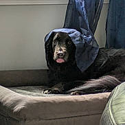 Bailey joined the competition — help win amazing prizes! animal, black_dog, canine, comfort, cozy, curtain, curtains, dog, fabric, floor, fur, home, indoor, pet_bed, plush_bed, relaxed, resting, tongue, tongue_out, window