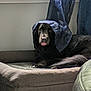 animal, black_dog, canine, comfort, cozy, curtain, curtains, dog, fabric, floor, fur, home, indoor, pet_bed, plush_bed, relaxed, resting, tongue, tongue_out, window