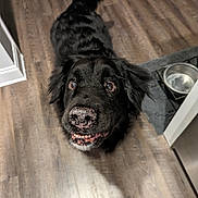 Bailey joined the competition — help win amazing prizes! dog, black_dog, pet, canine, floor, wooden_floor, water_bowl, mat, indoor, looking_up, happy, animal, companion, domestic_animal, ears, snout, teeth, fur, cute, friendly