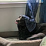 Bailey is registered to the contest to win money with this photo: dog, black_dog, pet_bed, curtain, window, indoor, tongue_out, resting, playful, canine, fur, home, light, shadow, comfort, relaxed, animal, pet, cozy, curtains