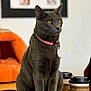 cat, gray_cat, amber_eyes, collar, pet_tag, indoor, pet_bed, orange_bed, coffee_cups, table, furniture, domestic_animal, whiskers, alert, sitting, close_up, household, cozy, fur, cute