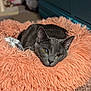 cat, pet_bed, fluffy, gray_cat, indoor, cozy, relaxed, feline, carpet, close_up, orange, soft_texture, animal, mammal, resting, cute, domestic_animal, portrait, comfort, furniture