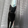 cat, gray_cat, curtains, window, sunlight, shadow, indoor, pet, animal, curious, whiskers, ears, feline, domestic_cat, light, sheer_curtains, home, windowsill, daylight, quiet