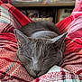 animal, blanket, cat, closeup, comfort, cozy, cute, feline, furry, gray_cat, indoor, nap, pet, plaid, red, relaxation, resting, sleeping, soft_focus, white