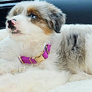 Onyx joined the competition — help win amazing prizes! animal, car_interior, collar, cute, dog, domestic_animal, fluffy, furry, indoor, looking_away, pet, puppy, purple_collar, relaxed, resting, rope_toy, side_view, toy, white_blanket, young_dog