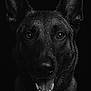 dog, german_shepherd, portrait, black_and_white, close_up, wet_fur, water_droplets, animal, pet, canine, happy, smiling, teeth, ears, dark_background, fur, muzzle, tongue, face, expression