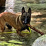 dog, water, stream, stick, outdoor, animal, nature, rock, wet, canine, playful, brown_fur, ears_up, river, pet, fetch, forest, daylight, animal_portrait, water_reflection