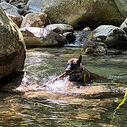 Vitto participe au concours pour gagner de l'argent avec cette photo : dog, water, stream, rocks, stick, outdoor, nature, animal, splash, sunlight, river, playful, canine, wet, adventure, forest, leash, daytime, pet, fun