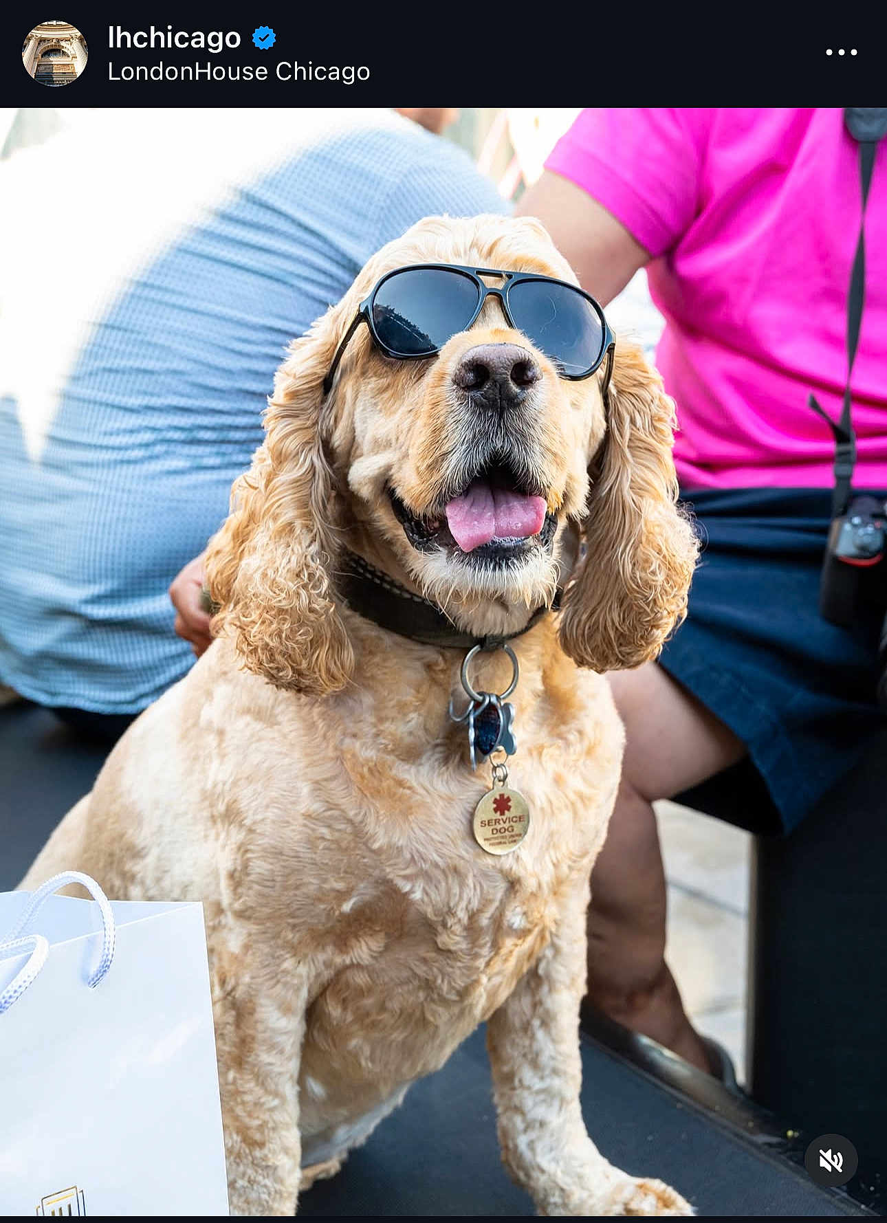 Chico is registered to the contest to win money with this photo: dog, service_dog, sunglasses, pet, animal, golden_fur, happy, tongue_out, collar, tag, person, clothing, pink_shirt, blue_shirt, casual, outdoor, bench, shopping_bag, summer, relaxed