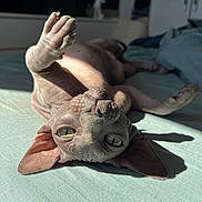 Pastelle a rejoint le concours — aidez-le/la à gagner de superbes lots ! sphynx_cat, cat, pet, hairless, lying_down, paw, bed, sunlight, indoor, close_up, curious_eyes, wrinkled_skin, feline, relaxed, domestic_animal, soft_bed, shadow, texture, animal, resting