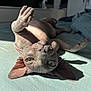 sphynx_cat, cat, pet, hairless, lying_down, paw, bed, sunlight, indoor, close_up, curious_eyes, wrinkled_skin, feline, relaxed, domestic_animal, soft_bed, shadow, texture, animal, resting