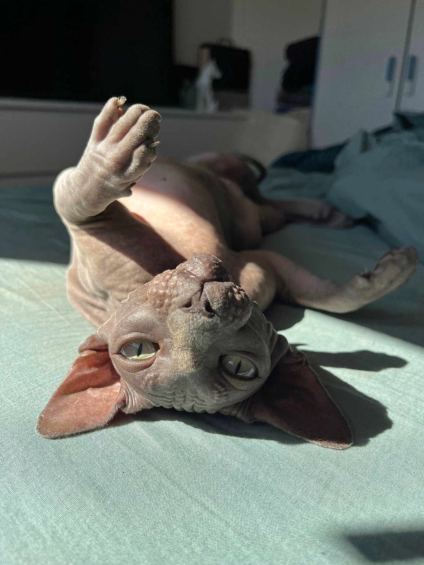 Pastelle a rejoint le concours — aidez-le/la à gagner de superbes lots ! sphynx_cat, cat, pet, hairless, lying_down, paw, bed, sunlight, indoor, close_up, curious_eyes, wrinkled_skin, feline, relaxed, domestic_animal, soft_bed, shadow, texture, animal, resting