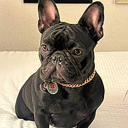 Beauty joined the competition — help win amazing prizes! dog, french_bulldog, black_dog, service_dog, pet, collar, gold_chain, bed, indoor, animal, canine, portrait, sitting, ears_up, looking_away, home, wall, framed_picture, white_bedspread, cute