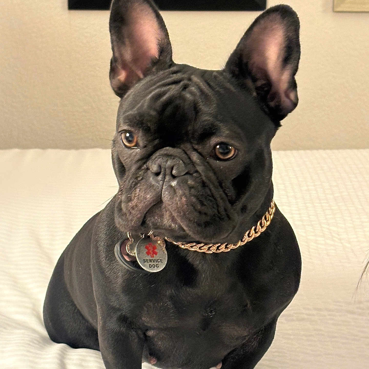 Beauty joined the competition — help win amazing prizes! dog, french_bulldog, black_dog, service_dog, pet, collar, gold_chain, bed, indoor, animal, canine, portrait, sitting, ears_up, looking_away, home, wall, framed_picture, white_bedspread, cute