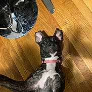 Bailey joined the competition — help win amazing prizes! dog, pet, floor, wood_floor, pink_collar, wide_eyes, lying_down, indoor, surprised_expression, reflection, metal_base, fur, animal, mammal, household, domestic, attention, portrait, cute, looking_up