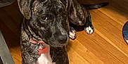 Bailey is registered to the contest to win money with this photo: dog, brindle_coat, collar, indoor, wooden_floor, pet, lying_down, curious, animal, floor, storage_container, cups, furniture_leg, domestic, young_dog, looking_up, four_legs, tail, ears, white_chest_patch