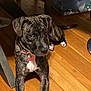 dog, brindle_coat, collar, indoor, wooden_floor, pet, lying_down, curious, animal, floor, storage_container, cups, furniture_leg, domestic, young_dog, looking_up, four_legs, tail, ears, white_chest_patch