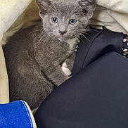 Charlie is registered to the contest to win money with this photo: animal, basket, close_up, cozy, curious, cute, domestic_cat, eyes, fabric, fur, gray_cat, indoor, kitten, pet, resting, snuggling, soft_texture, whiskers, white_paws, young_cat